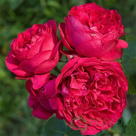 Роза плетистая Ред Эден Роуз купить в Украине