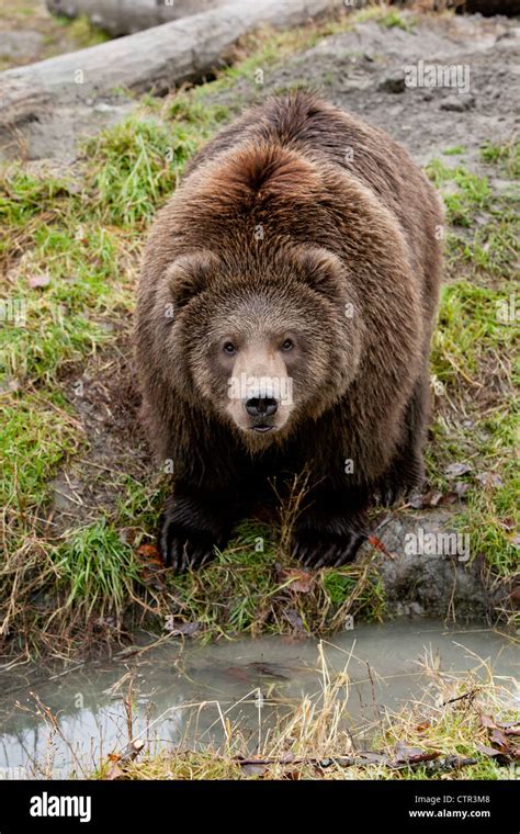 Captive Male Kodiak Brown Bear Alaska Wildlife Conservation Center