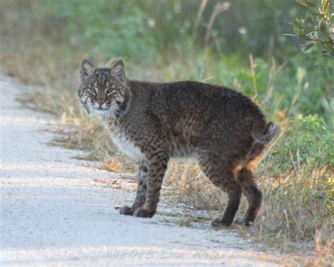 In some areas, bobcats are still trapped for their soft, spotted fur. January | 2018 | Outside My Window