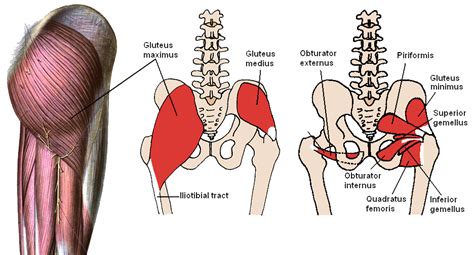 Left Hip Muscles Anatomy Pin On Male Pelvic Pain Unleash Myworld