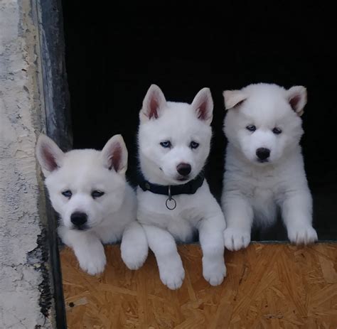These fluffy, playful siberian husky puppies are a versatile working class spitz breed which makes a great family pet! Siberian Husky Puppies For Sale | Fort Myers, FL #288633