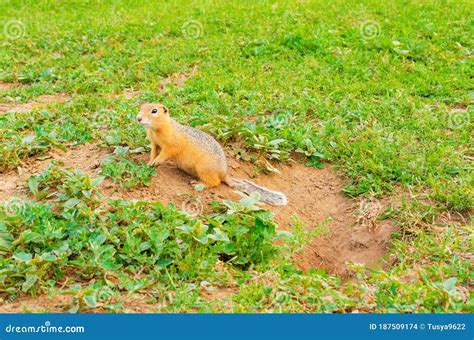 Funny Gopher In Natural Wildlife Stock Photo Image Of Field Green
