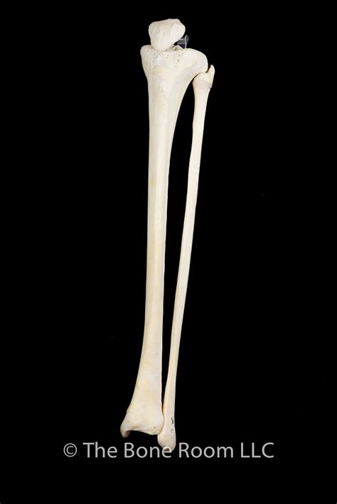 To this aim the tibia and fibula bones have been cut into three equal parts with the length of 30 mm at three upper, middle and terminal regions. Articulated Human Patella, Tibia, & Fibula Set
