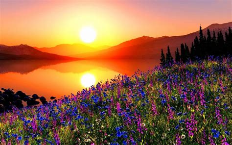 Mountain Flowers At Sunset