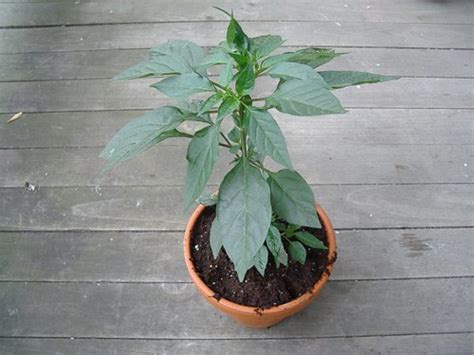 Diese aus bolivian stammende chilipflanze besticht durch ihre. Bolivian Rainbow Chili | Our bolivian rainbow chili pepper ...