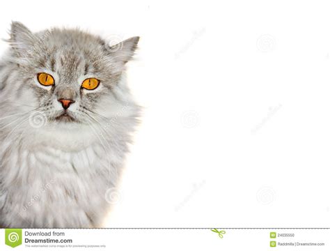 Siberian Fluffy Cat Stock Photo Image 24035550
