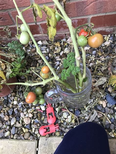 Broken Tomato Plant How To Create Near Infinite Clones Of Your