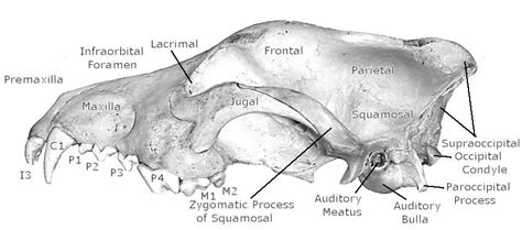 Mammalian Skull Continued