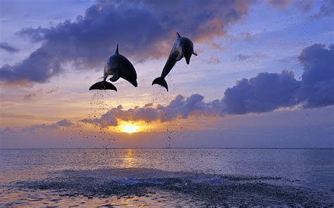 Dolphin Jump Sunset Clouds Ocean Wallpaper 1920x1200 174922