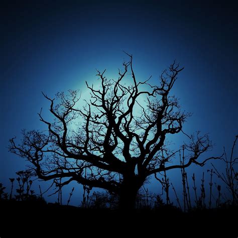 Dark Tree Wallpapers Top Free Dark Tree Backgrounds Wallpaperaccess