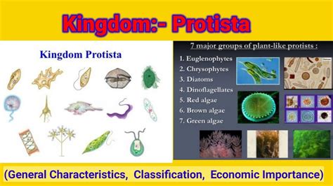 Kingdom Protista General Characteristics Major Groups With Examples