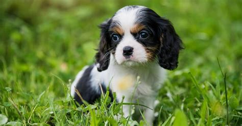 Cavalier King Charles Spaniel Dog Breed Complete Guide Wiki Point