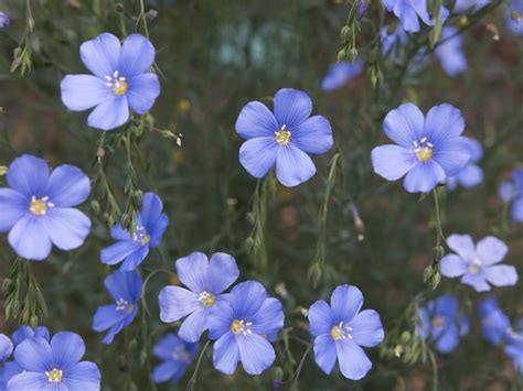 50 Seeds Blue Flax Wildflower Seeds Linum Perenneexcellent Etsy