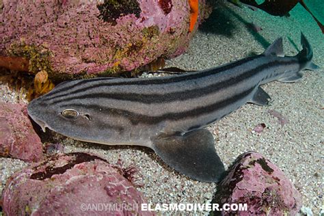 Lined Catshark Or Pyjama Shark Pictures Images Of Poroderma Africanum