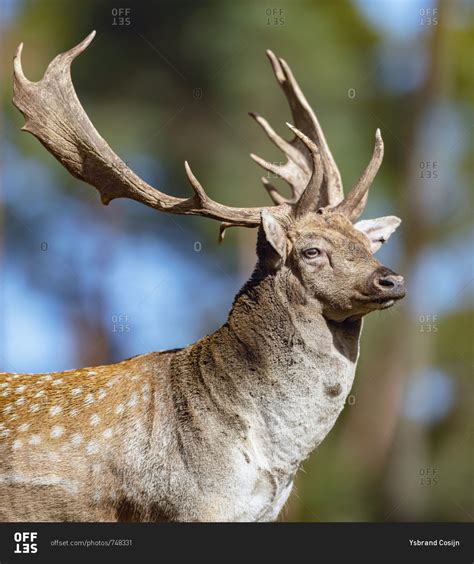 Profile Of A Male Fallow Deer With Large Antlers Stock Photo Offset