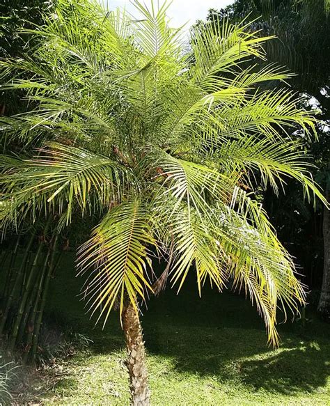 How To Grow The Pygmy Date Palm Tree Phoenix Roebelenii