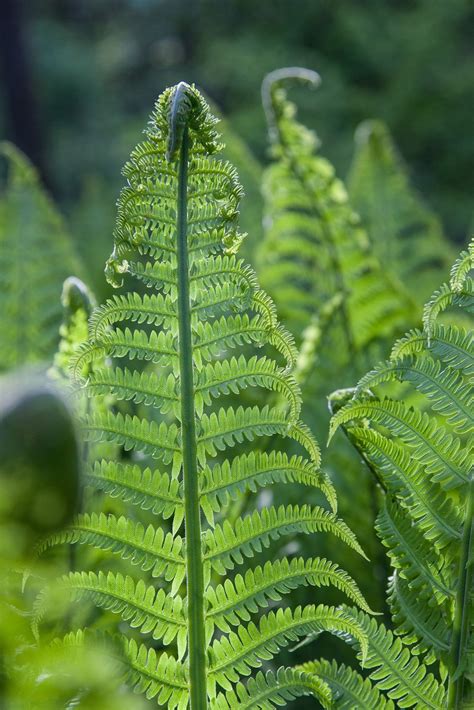 無料画像 自然 草 工場 葉 花 緑 植物学 フローラ 植生 雨林 食用 Fprest 植物の茎 陸上植物 シダ、ホーステイルズ 血管系 ダチョウシダ