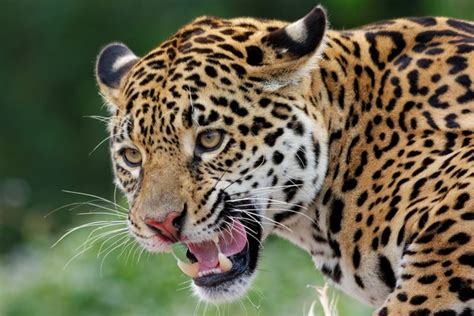 4k 5k Big Cats Jaguars Roar Snout Hd Wallpaper Rare Gallery
