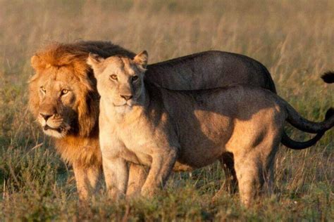 Lion Vs Lioness Their Different Roles In The Pride Misfit Animals