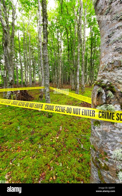 Unraveling The Mystery Of Crime Scene Dede