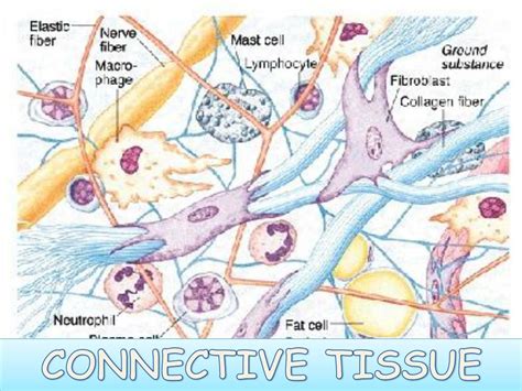 Ppt Connective Tissue Powerpoint Presentation Free Download Id3787471