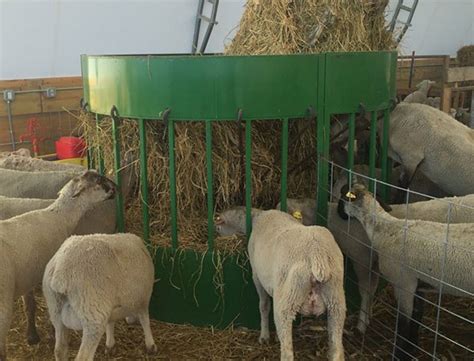 Sheep Feeder The Hay Manager