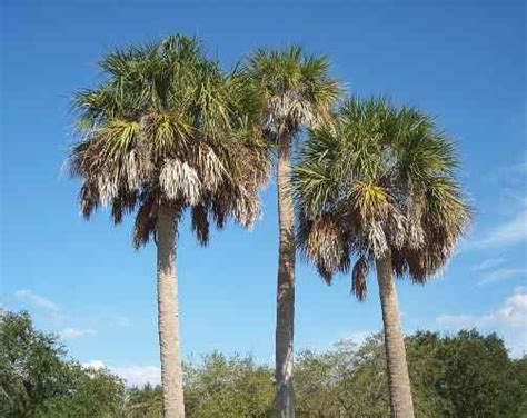 Types Of Palm Trees With Identification Guide Pictures
