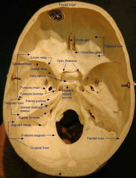 Pin By Maria Anselmo On Anatomia Ossea Medical Anatomy Skull