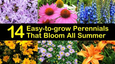 Perennial Border Flowers That Bloom All Summer 17 Flowering