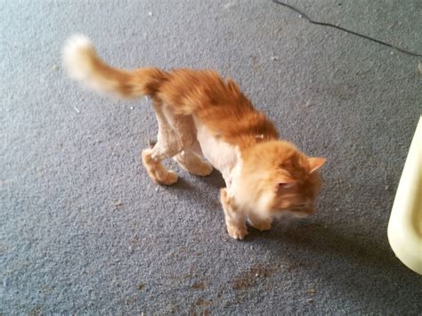A lion cut can transform your cat into the king of the jungle. Every year my cat needs a lion cut since he is a walking ...