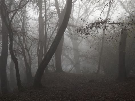 Haunted Woods By Embrace The Night On Deviantart