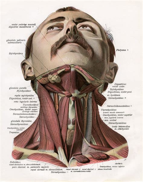 Frontal View Of The Muscles And Glands Of The Human Neck Posters