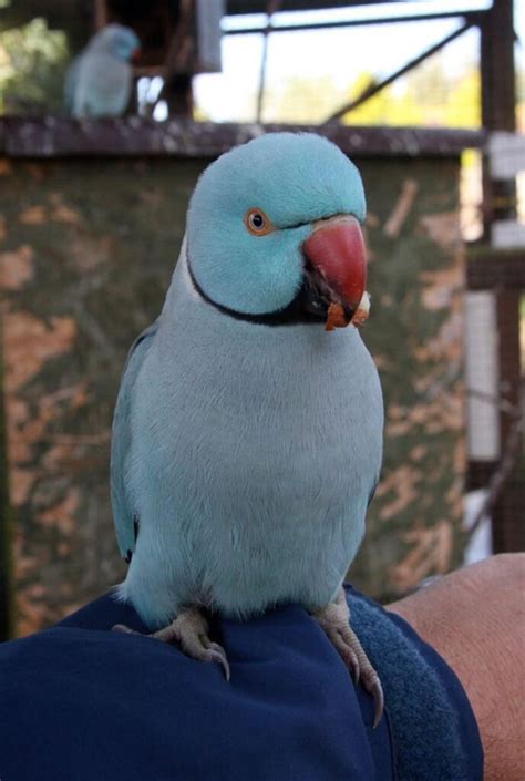 Blue Alexandrine Parrot Exotic Parrot Breeders Parrots For Sale
