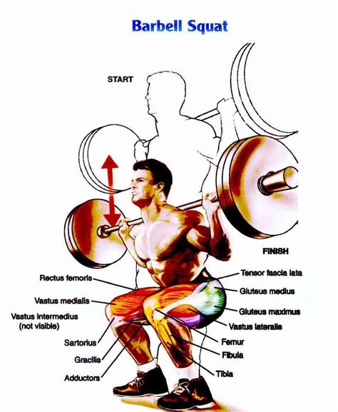 Barbell Squat Exercise Proper Form And Technique • Bodybuilding Wizard