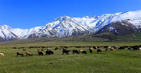It is located in the southern province of the republic of kazakhstan. Aksu-Jabagly declarada Reserva de la Biosfera por la ...