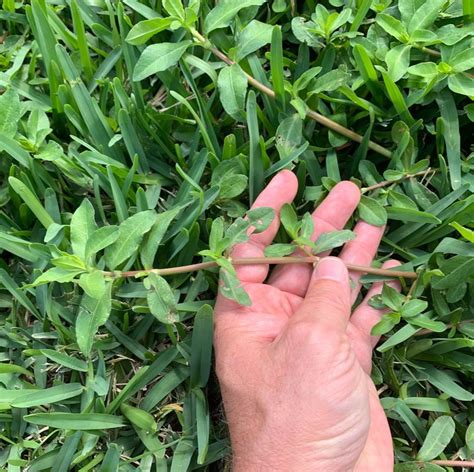 Weeds are often classified into general categories including lawn weeds, garden weeds, noxious weeds and invasive weeds, as well as their undesirable qualities, including jp: Invasive Lawn Weed With Yellow Flowers : Your Complete ...