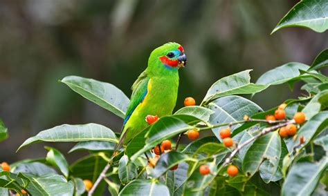 The Double Eyed Fig Parrot Is Australias Tiniest Parrot Australian