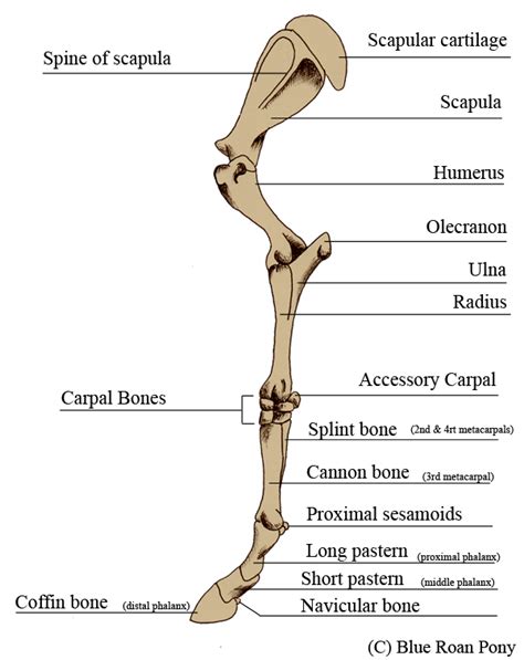 Human Leg Bone Structure Human Anatomy Details