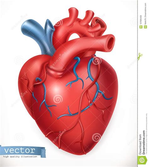 Corazón Humano Medicina órganos Internos Engrana El Icono Ilustración