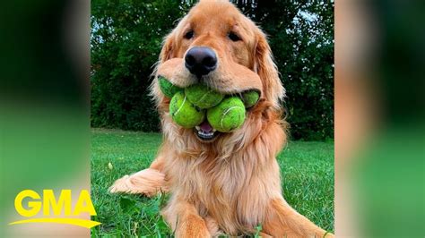 Golden Retriever Loves Nothing More Than Putting Tons Of Tennis Balls