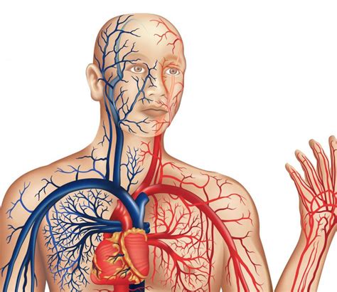 What Is The Relationship Between The Circulatory System And