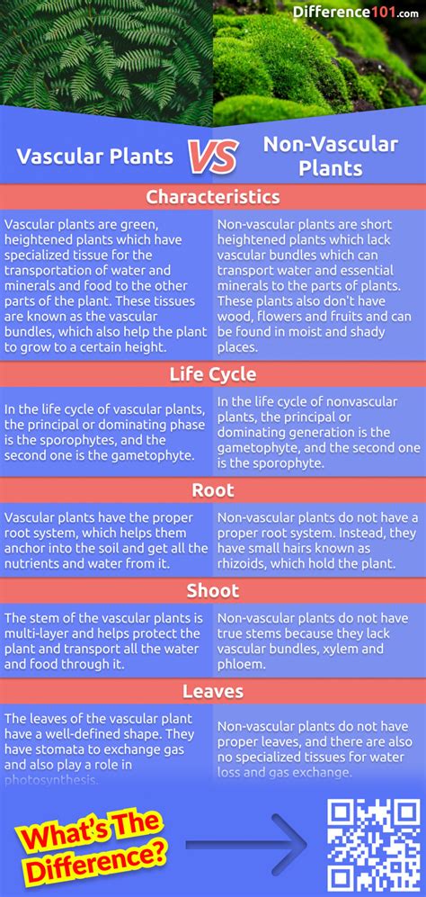 Vascular Vs Non Vascular Plants 5 Key Differences Pros And Cons