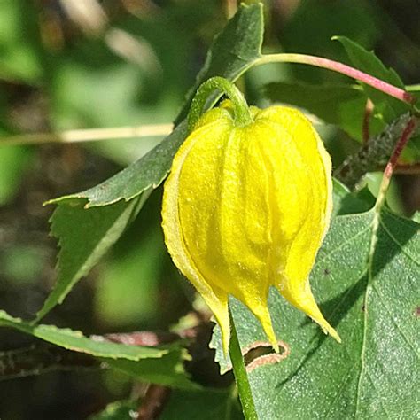 Clematis tangutica mass shot of mature plant. Tungusen-Waldrebe / Clematis tangutica (Bluete) aus dem ...