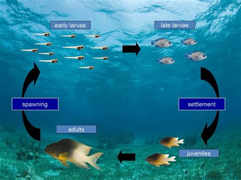 Life Cycle Of A Typical Teleost Coral Reef Fish Note That The