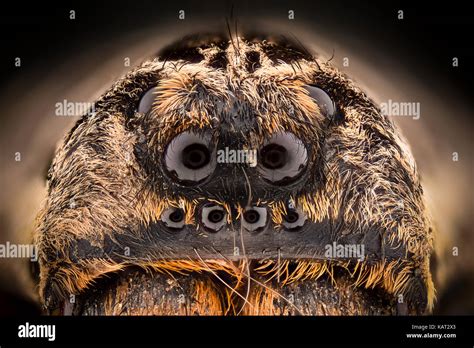 Extreme Magnification Wolf Spider Lycosidae Stock Photo Alamy