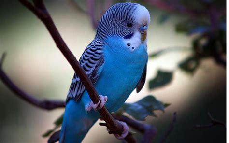 Blue Parakeet Budgies Parakeet Blue Parakeet