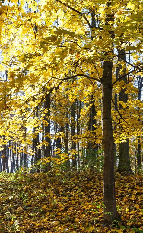 Autumn Maple Tree Forest Featuring Autumn Botany And Branch High