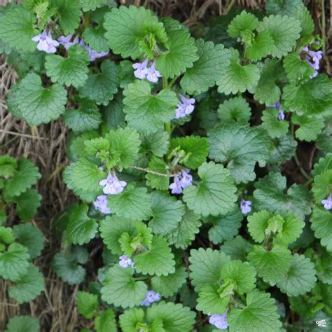 Ground Ivy — Green Acres Nursery And Supply