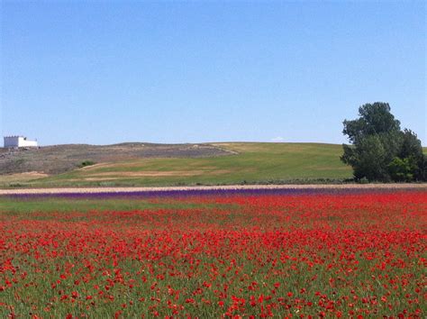 Amapolas Poppy Field Natural Landmarks Poppies