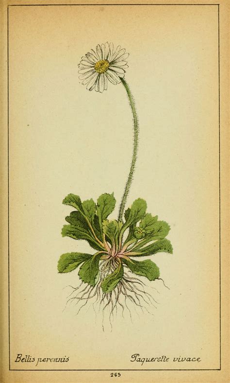 Bien que la fleur de cerisier fasse partie des symboles japonais, elle n'est pas la seule à être à l'honneur, onze autres le sont tout au long de l'année dans le pays. SOURCE DICTIONNAIRE - DES - PLANTES.COM......... | Dessin ...